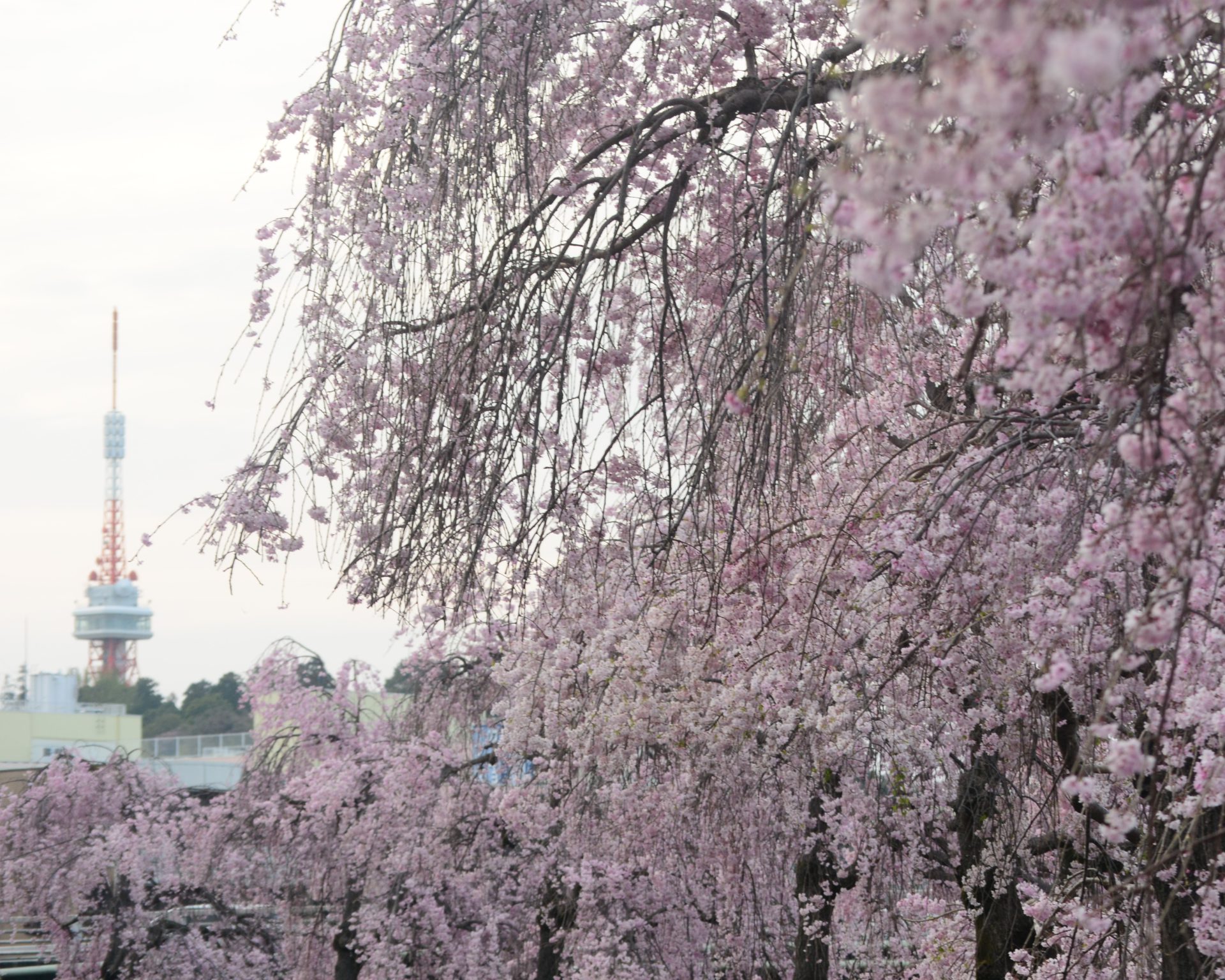 田川河川敷で「宮sakura祭」開催、4月17日（日）